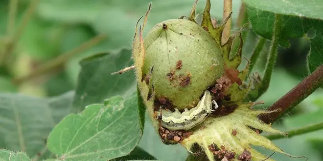 cotton_-bollworm