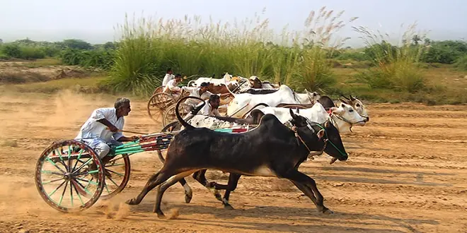 ox-racing-bailgada-sharyat-maharashtra