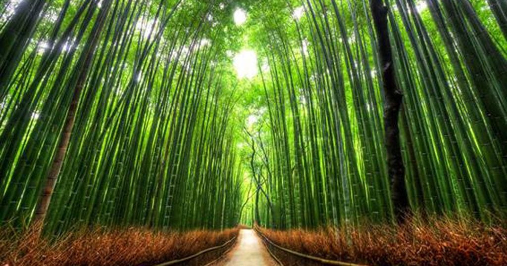 bamboo technology park